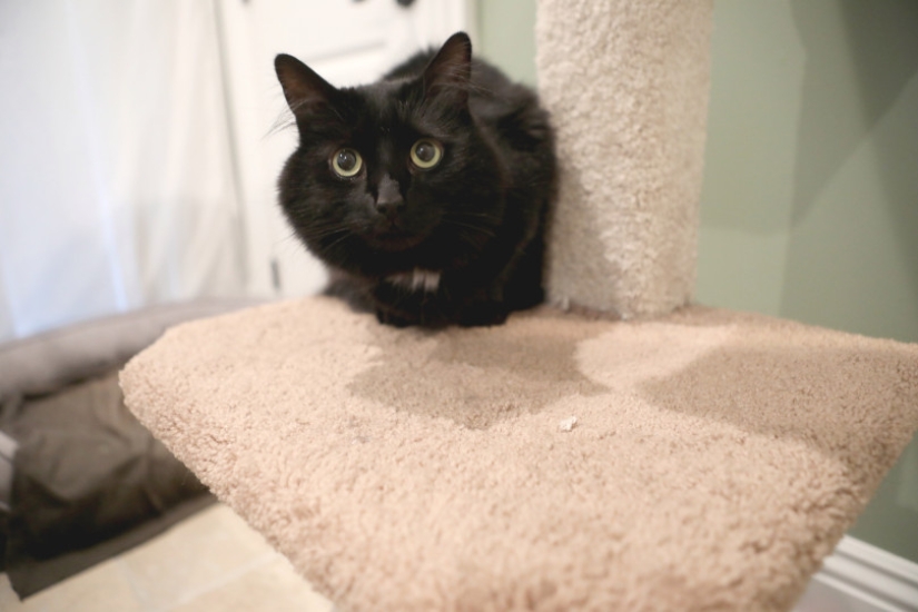 An American rented an apartment for a couple of cats for $ 1.5 thousand, because they did not get along with his dog
