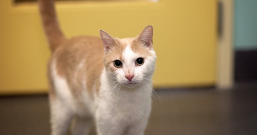 An American tamed a homeless blind cat by reading Harry Potter books to him