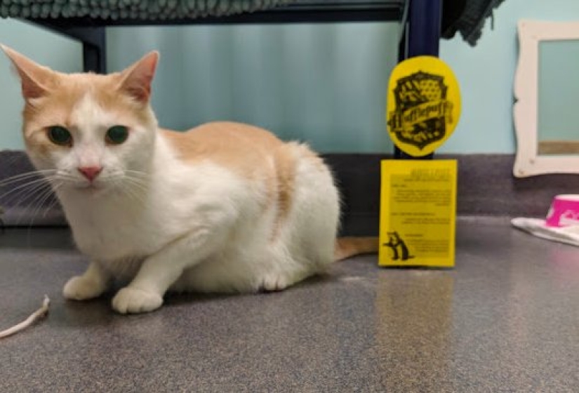 An American tamed a homeless blind cat by reading Harry Potter books to him