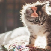 An American woman rescued an animal that she mistook for a cat. How wrong she was An American woman rescued an animal that she mistook for a cat. How wrong she was