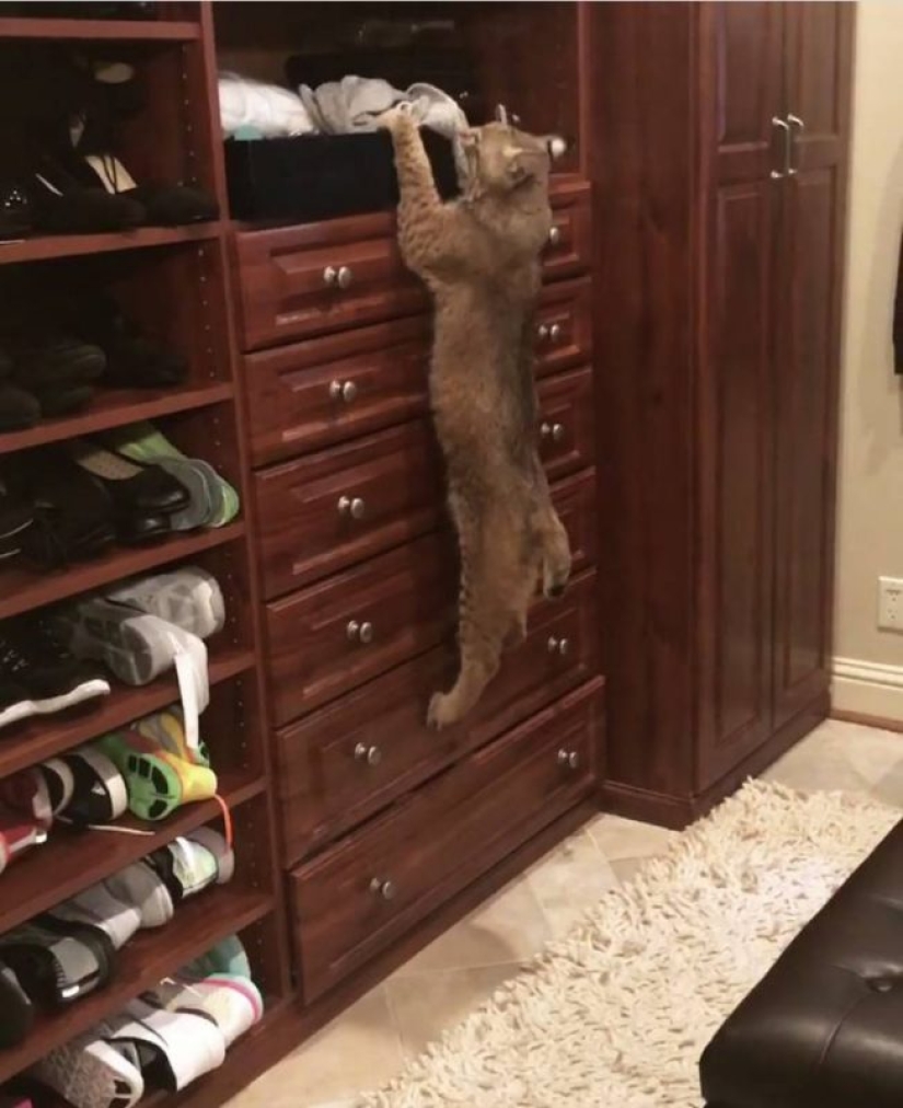 An American woman rescued an animal that she mistook for a cat. How wrong she was