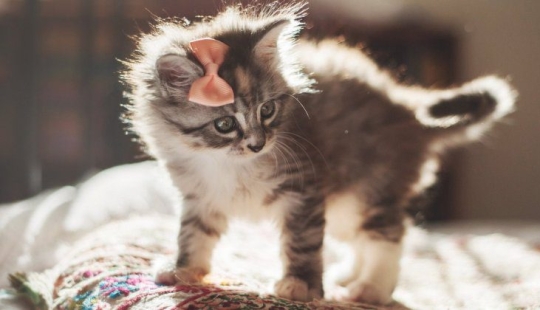 An American woman rescued an animal that she mistook for a cat. How wrong she was An American woman rescued an animal that she mistook for a cat. How wrong she was