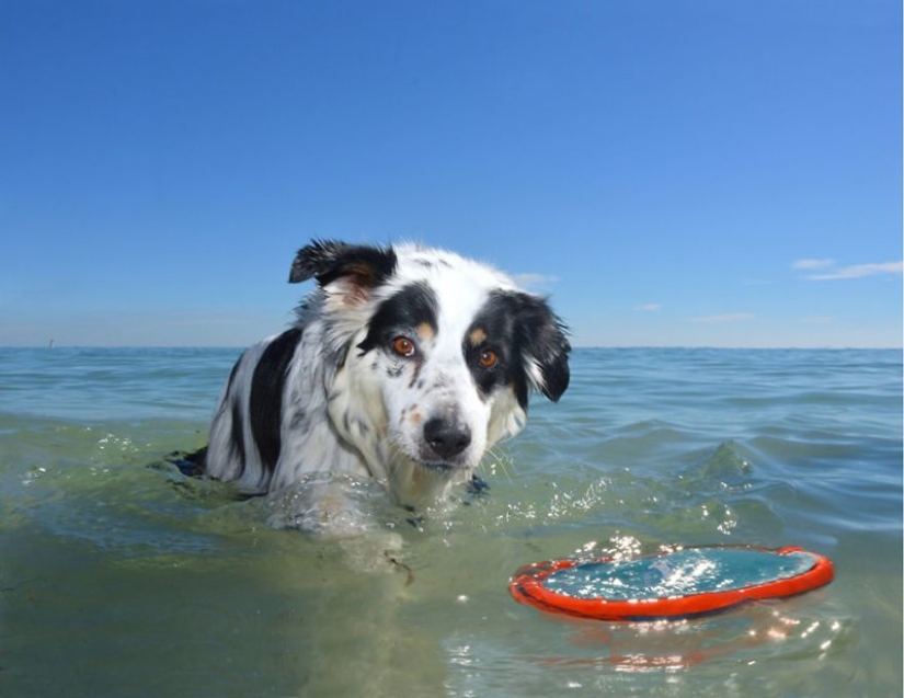 An easy way to escape from sorrows is to follow the dog!