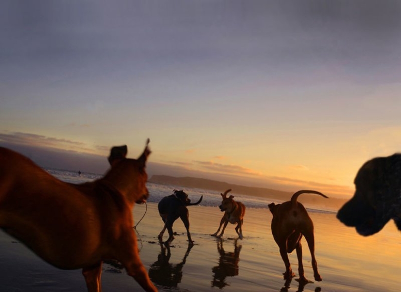 An easy way to escape from sorrows is to follow the dog!