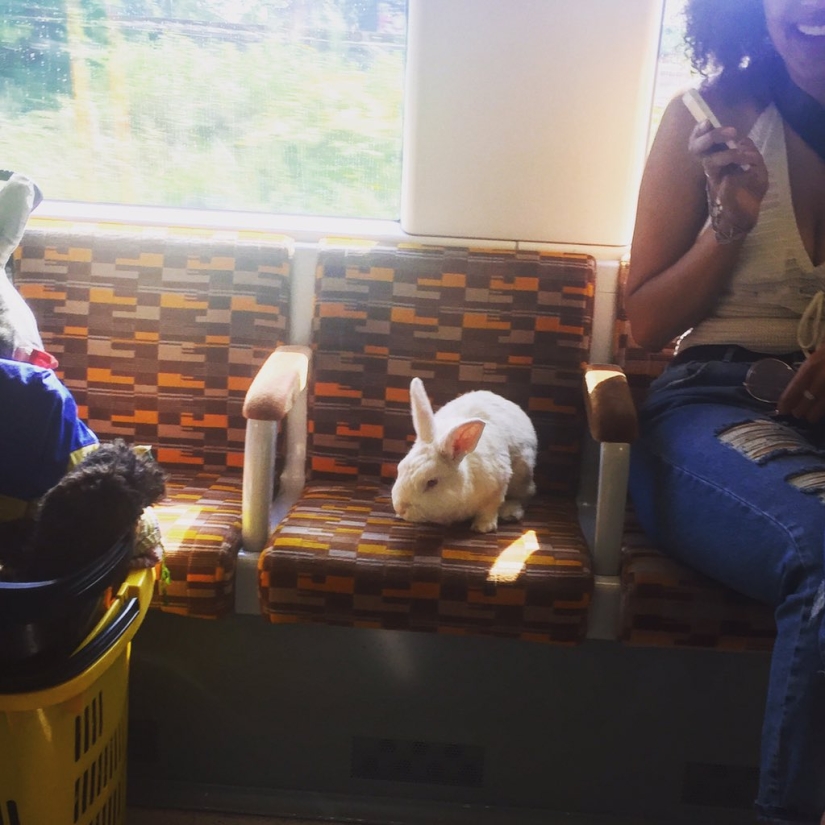 An important white rabbit rides around London like a hare An important white rabbit rides around London like a hare