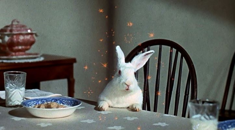 An important white rabbit rides around London like a hare An important white rabbit rides around London like a hare