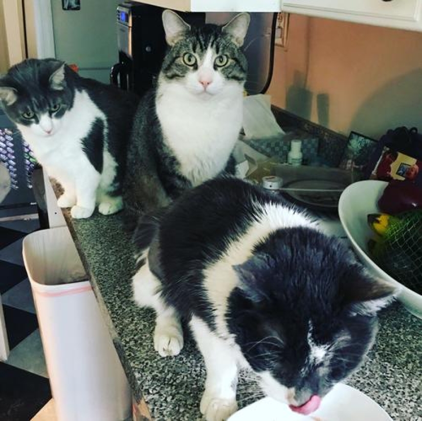 An ordinary American teacher spent 19 thousand dollars on a kidney transplant to a cat