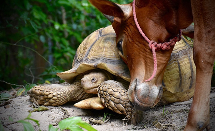 An unusual friendship between a giant turtle and a three-legged calf