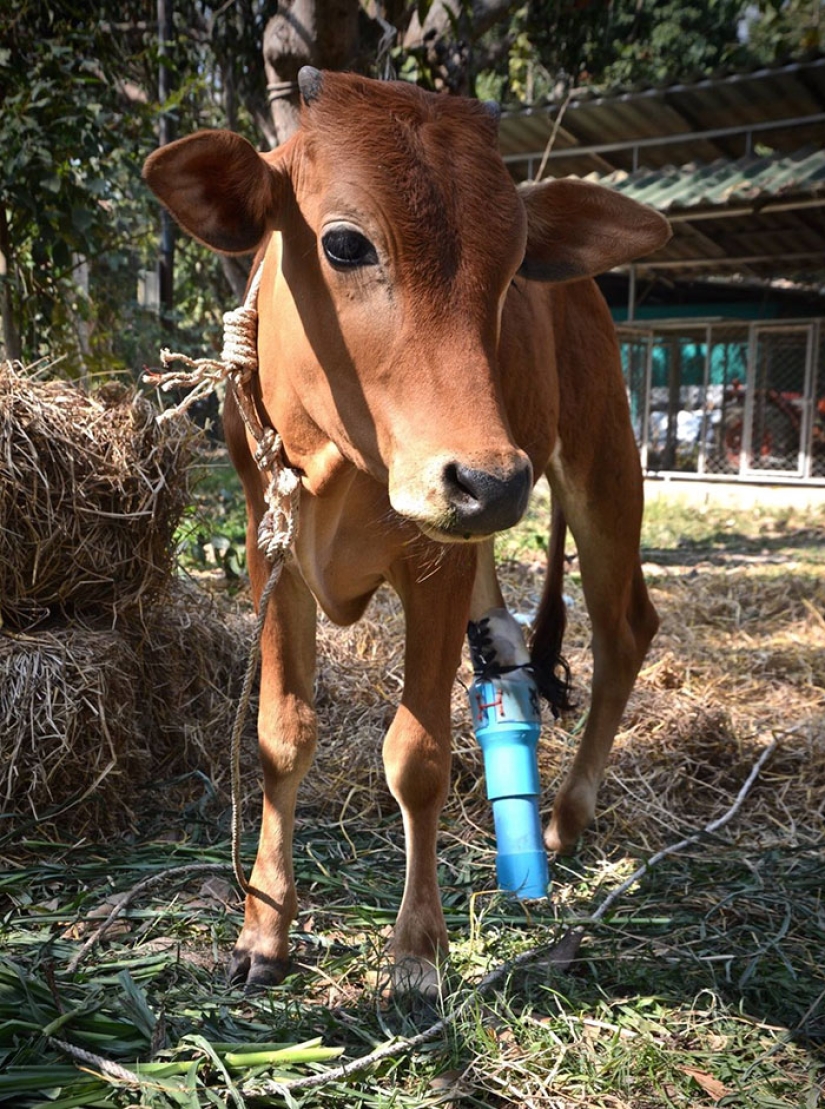 An unusual friendship between a giant turtle and a three-legged calf