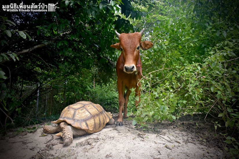 An unusual friendship between a giant turtle and a three-legged calf