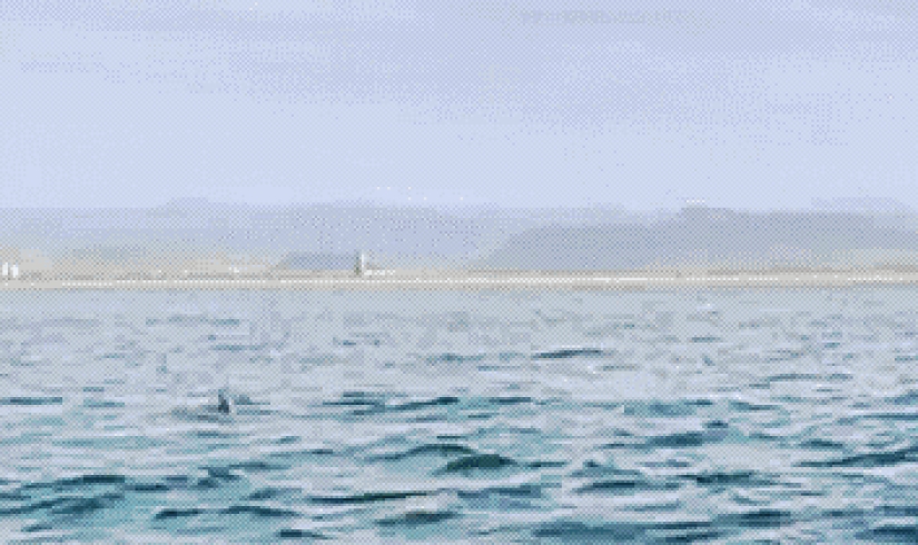 And I want to fly: why do stingrays jump out of the water? And I want to fly: why do stingrays jump out of the water?