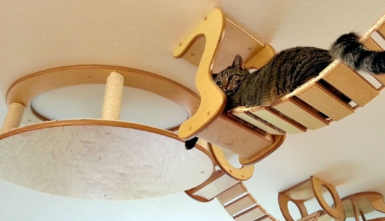 And you play, play, play, play: playgrounds for cats