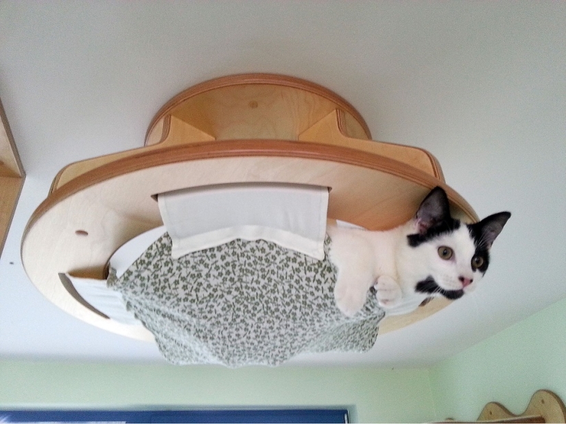 And you play, play, play, play: playgrounds for cats
