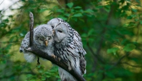 Animal love that will melt even the coldest heart