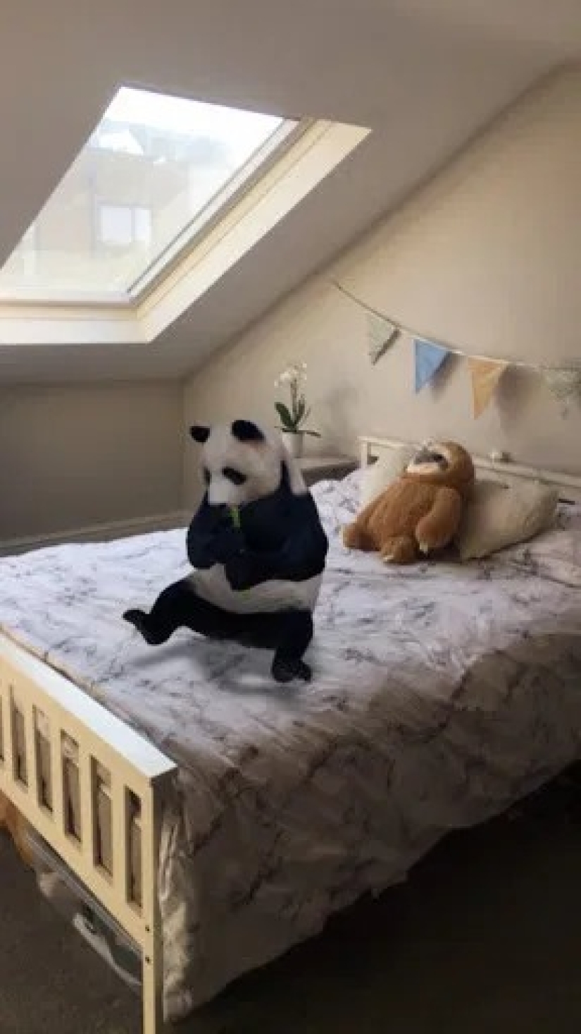 Animales favoritos en 3D: Google te da la oportunidad de ver la proyección de animales en la casa