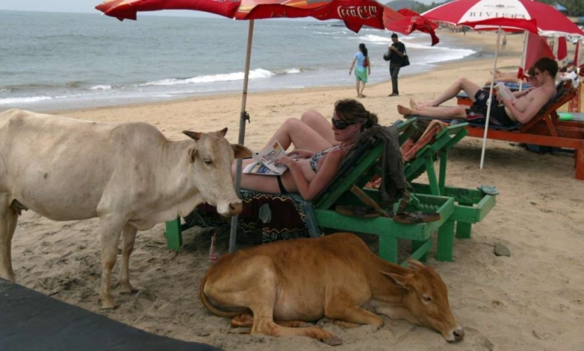 Animales inteligentes con sombrillas