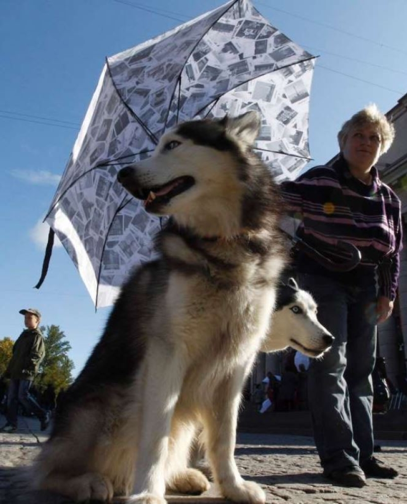 Animales inteligentes con sombrillas