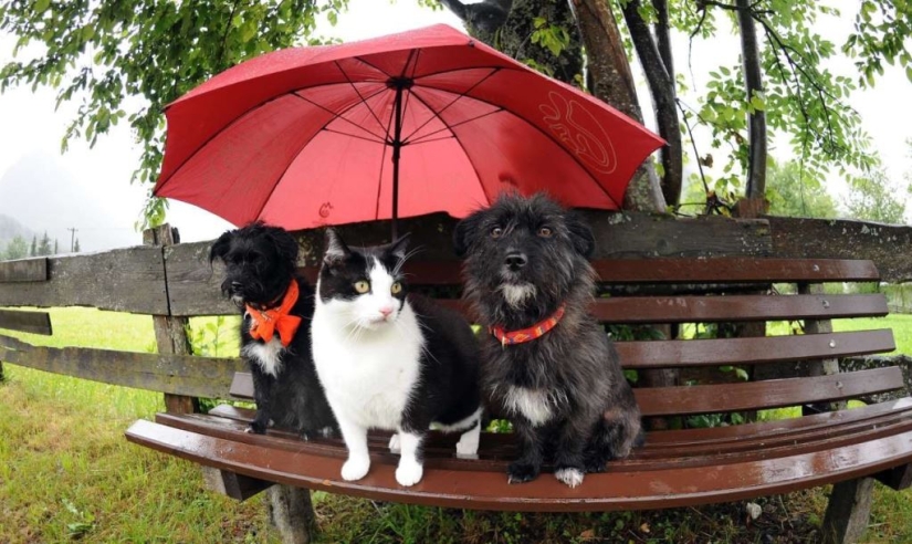 Animales inteligentes con sombrillas