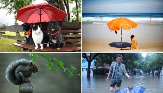 Animales inteligentes con sombrillas