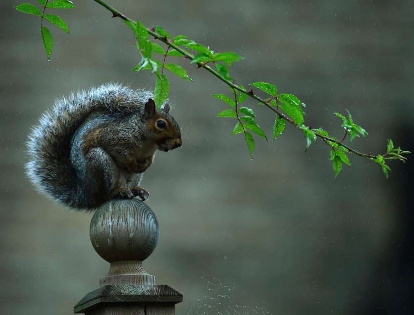 Animales inteligentes con sombrillas