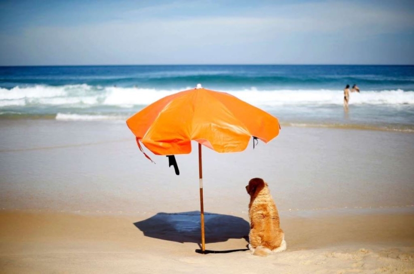 Animales inteligentes con sombrillas