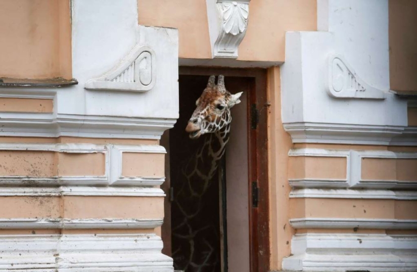Animales inteligentes con sombrillas