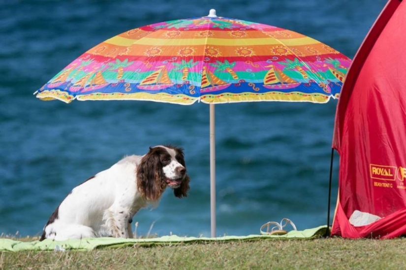 Animales inteligentes con sombrillas