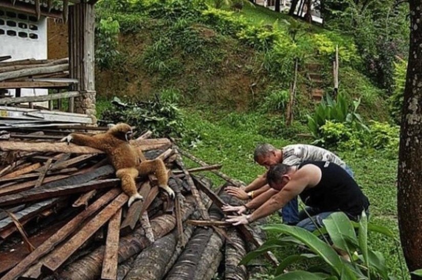 Animales que no dudan de su frescura