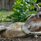 Animales que no dudan de su frescura