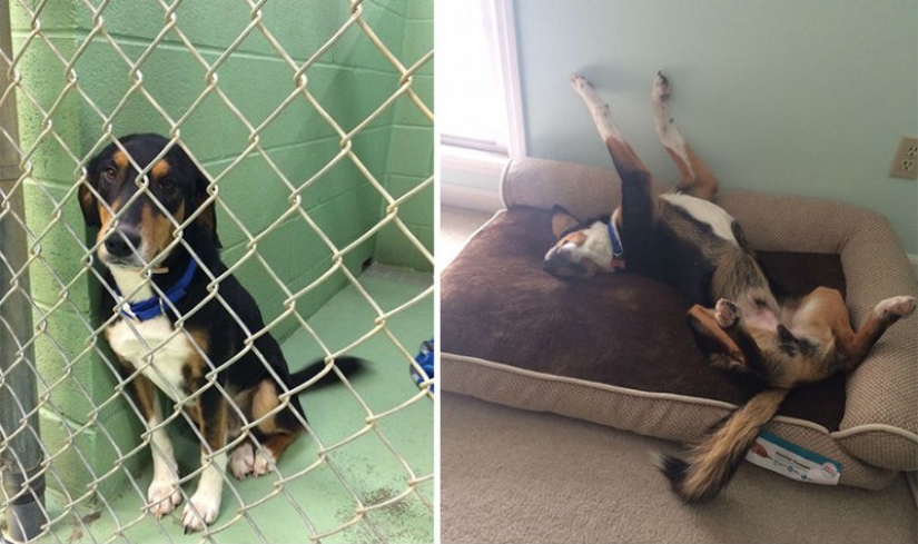 Animals before and after they were taken from the shelter Animals before and after they were taken from the shelter