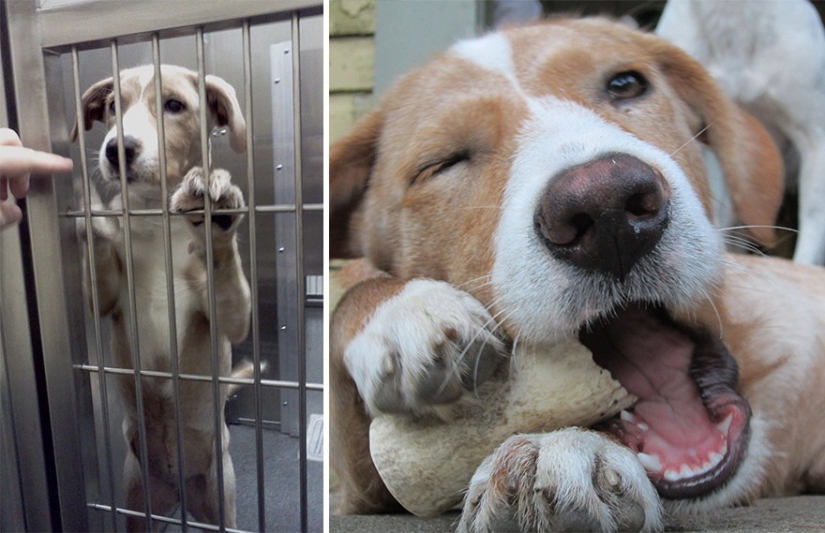 Animals before and after they were taken from the shelter Animals before and after they were taken from the shelter