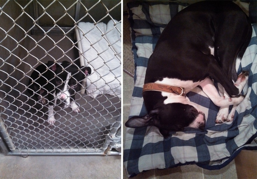 Animals before and after they were taken from the shelter Animals before and after they were taken from the shelter