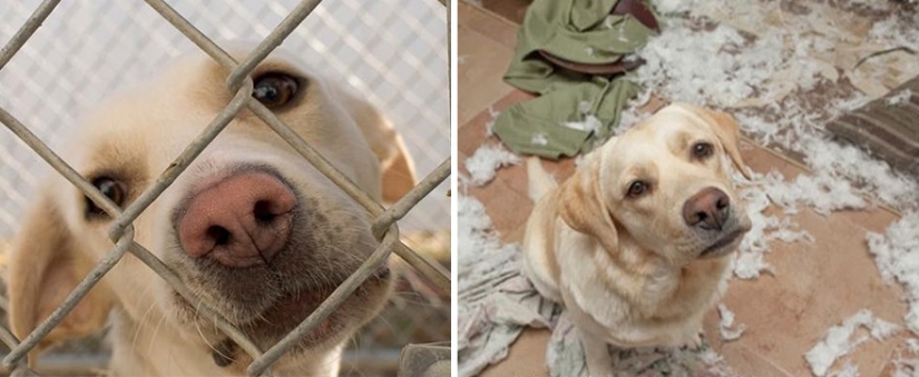 Animals before and after they were taken from the shelter Animals before and after they were taken from the shelter