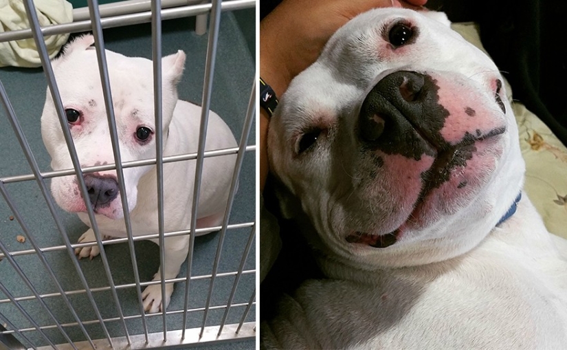 Animals before and after they were taken from the shelter Animals before and after they were taken from the shelter