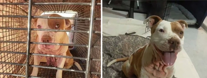 Animals before and after they were taken from the shelter Animals before and after they were taken from the shelter