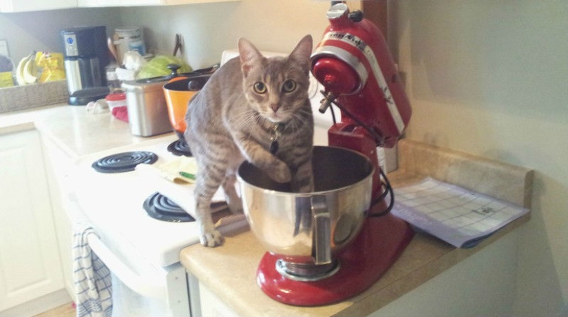 Animals caught in the act and claiming it's not what it seems