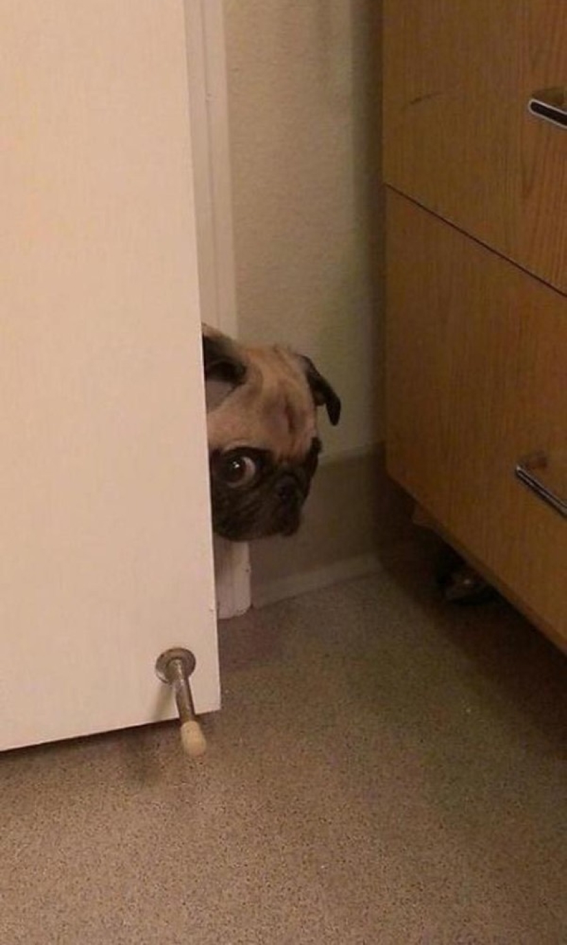 Animals caught in the act and claiming it's not what it seems