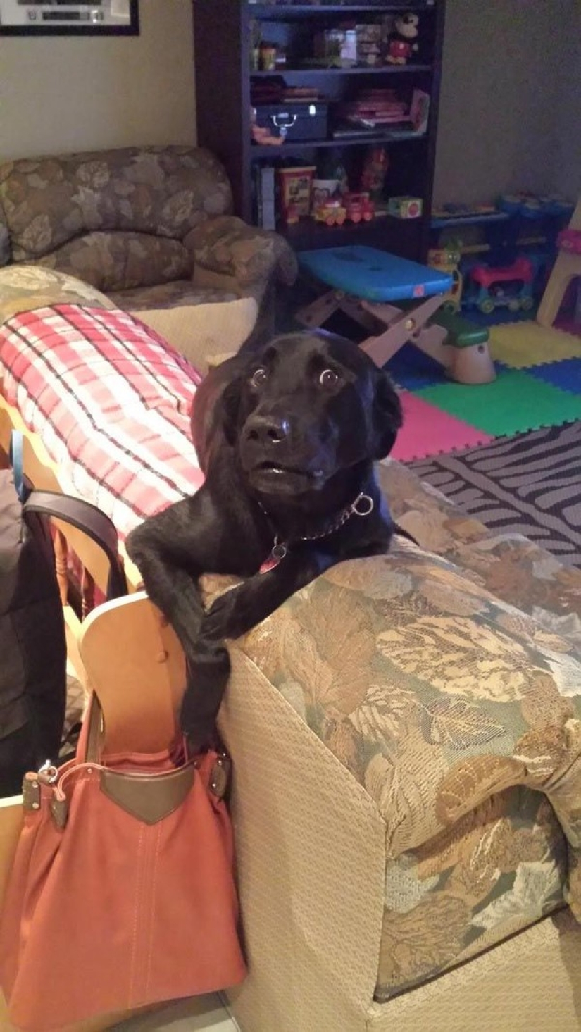 Animals caught in the act and claiming it's not what it seems