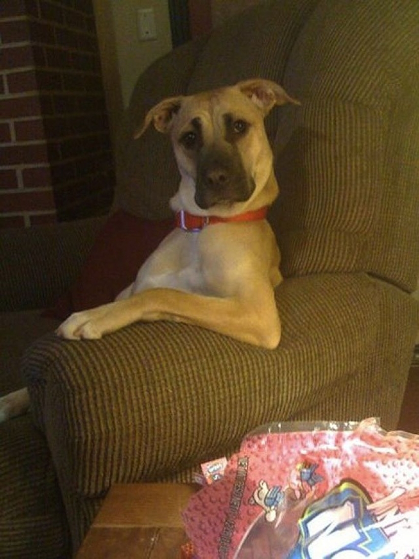 Animals that do not doubt their coolness