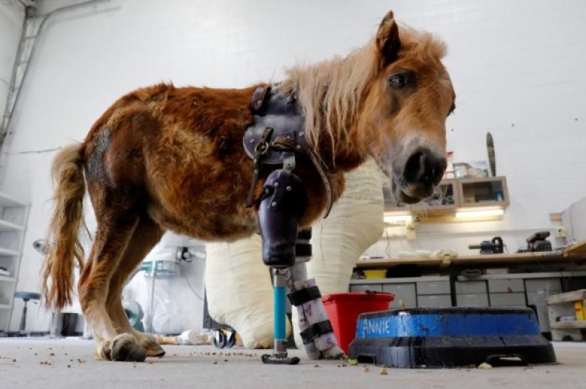 Animals without limbs given a second chance