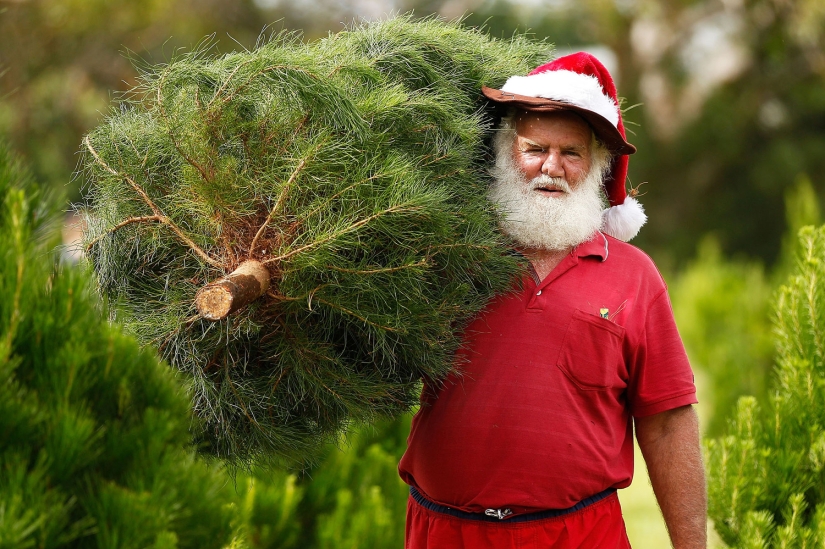 Año Nuevo y Navidad al estilo australiano: canguros en lugar de ciervos y Papá Noel en una tabla con remo
