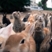 Aquí está, el paraíso de los conejos en Japón