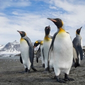 Are penguins aliens? Scientists have discovered a chemical substance from Venus in the droppings of birds Are penguins aliens? Scientists have discovered a chemical substance from Venus in the droppings of birds