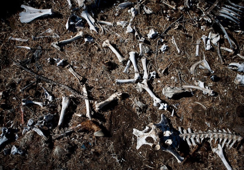 Are the Mongols no longer nomads?