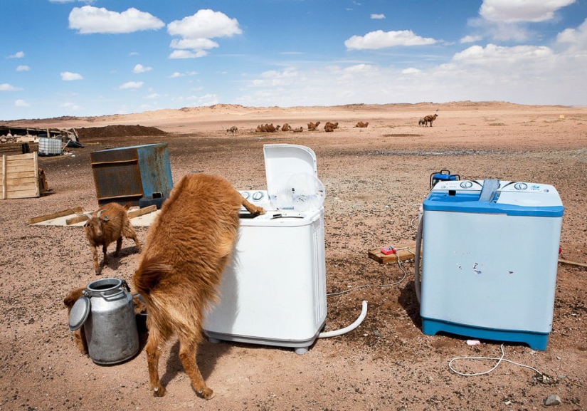 Are the Mongols no longer nomads?