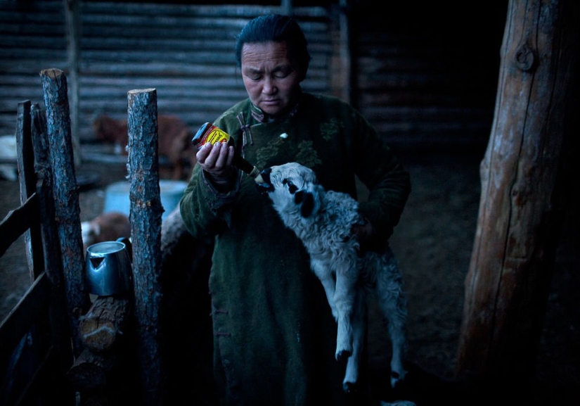 Are the Mongols no longer nomads?