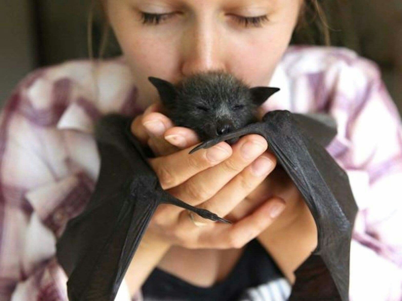 Are you still afraid of bats? Then we are coming to you!