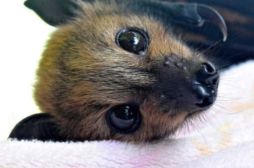 Are you still afraid of bats? Then we are coming to you!