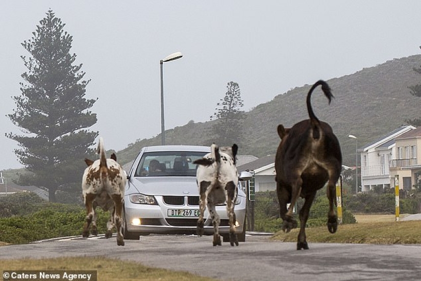 Ar"Mu-uu" Geddon: Cow Riot in South Africa Ar"Mu-uu" Geddon: Cow Riot in South Africa