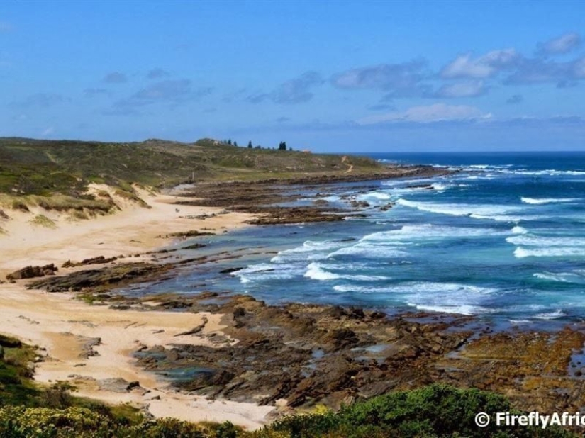 Ar"Mu-uu" Geddon: Cow Riot in South Africa Ar"Mu-uu" Geddon: Cow Riot in South Africa